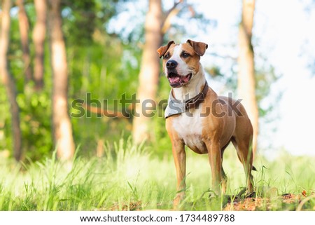 Adventure dog in the forest, bright sun lit image. Staffordshire terrier mutt outdoors, happy and healthy pets concept Royalty-Free Stock Photo #1734489788