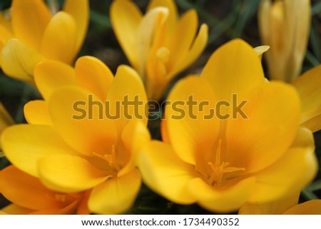 Yellow Crocuses with soft petals and stamens in the garden, yellow spring flowers,blooming crocuses