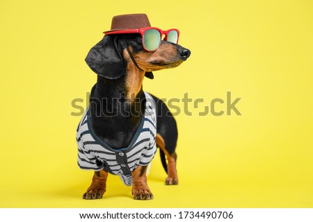 Funny little dachshund wearing stripped vest, sunglasses and brown hat standing on bright yellow background and looking to right side. Humor concept of traveler, or owner liking to dress their dogs.