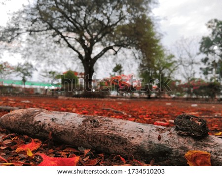 This is the portrait picture that have been taken of wood piece and tree along with flowers spread over the ground. Sun was shining and it was afternoon while clicking this picture. 