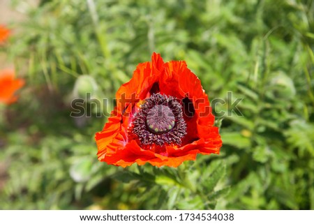 Close up of isolated red oriental poppy flower blossom (papaver Orientale) with green bokeh background