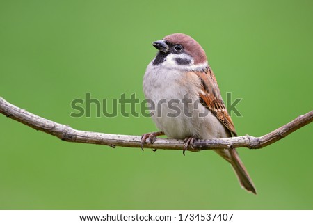 Eurasian Tree Sparrow - Passer montanus, common perching bird from European gardens and woodlands, Zlin, Czech Republic. Royalty-Free Stock Photo #1734537407