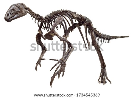 Hypsilophodon foxii  Dinosaur skeleton with white background