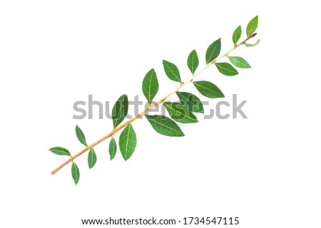 Henna leaves ( Lawsonia inermis ) isolated on white background. Top view. Flat lay.