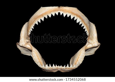 Bull Shark jaws bones skeleton with black background