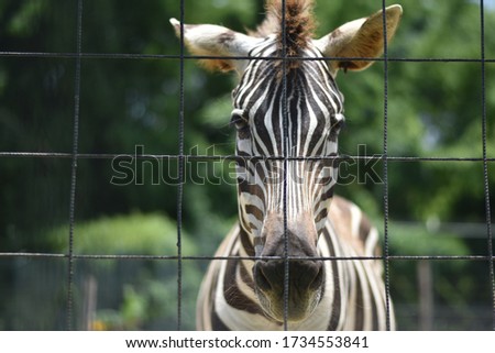 A picture of a male zebra behind a fence at a zoo. The male zebra being the main focus while the green trees in the back provide a nice blurry painted background.