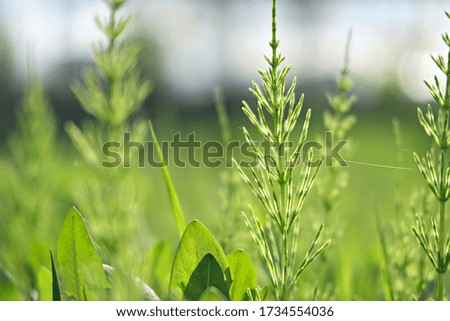green grass background for wallpaper or website. beautiful nature. puzzle or poster concept. summer calendar page.