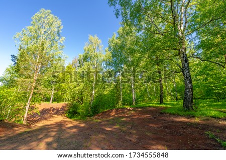 Photo spring, pine, birch, mixed forest, forest road after the rain