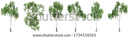 Set or collection of green birch trees isolated on white background for nature, ecology and conservation, strength and endurance, force and life Royalty-Free Stock Photo #1734558365