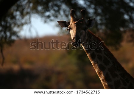 A Giraffe is captured in the late afternoon light at the Kruger National Park.