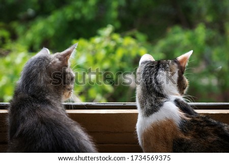 gray and tricolor cats sit at an open window and look at the green trees. close up