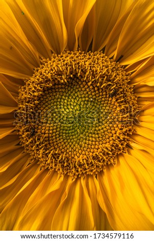 Close-up shot of bloomed Sunflower 