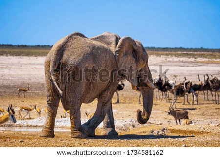 African elephant walks around a waterhole surrounded by wildlife in the desert of Etosha National Park, Namibia.