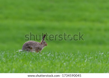 Cute hare sitting in spring grass. Wildlife scene from nature. Animal on the meadow