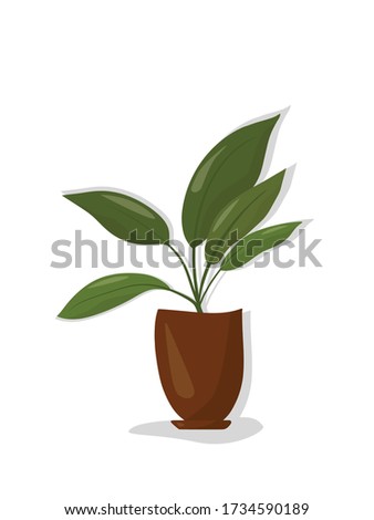 Green potted plant on white background