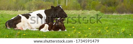 a black and white cow with a calf is lying on a field with green grass. Long banner with space for text Royalty-Free Stock Photo #1734591479