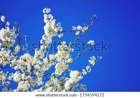 Apple tree branches with white flowers on a background of blue sky. A fluffy branches of blooming apple tree on a sunny spring day in front of blue sky background, Spring background with copy space