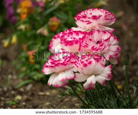 Beautiful pink-white flower, natural seasonal floral.