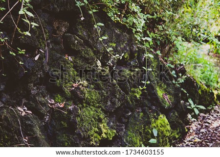 This is a picture of rocks and moss.