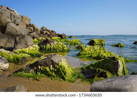 Seaweed on the stones. Calm morning sea. Green Sea in July.