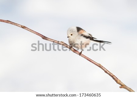 Long-tailed tit sitting on branch