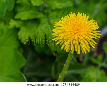 Yellow dandelion on a blurry background of green leaves. The spring garden is full of dandelions, covering the ground with a yellow carpet.