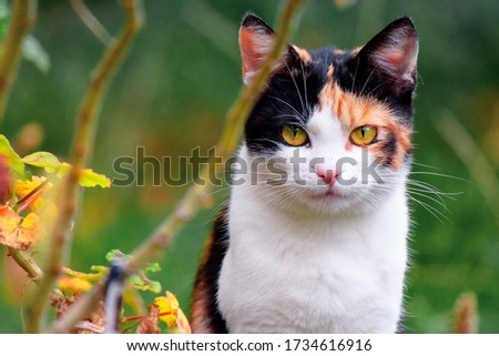 curious calico cat sitting outside. predator in the autumn garden