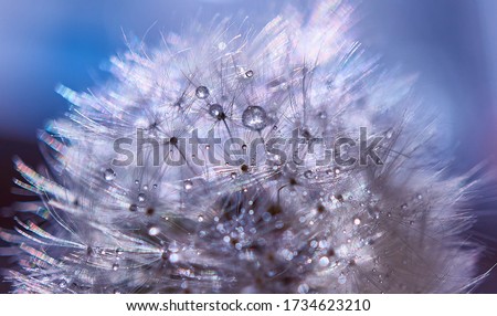 Dandelion seeds in dew drops close-up. Macro photo, background,
texture, selected focus on drops.                 