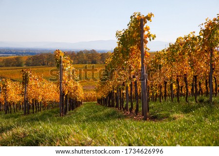 vineyard at evening sun in autumn