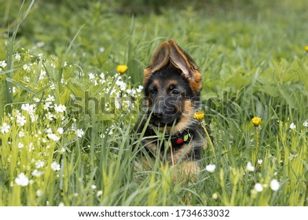 portrait of a German shepherd price tag on a green ragged background