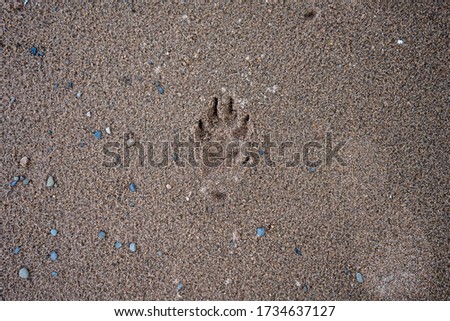 
dog footprint in the sand