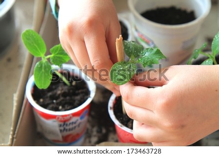 Girl is planting cucumber Royalty-Free Stock Photo #173463728