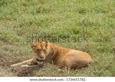 Lion on Ngorongoro Conservation Centre crater, Tanzania. African wildlife