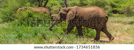 Jung african bush elephants (Loxodonta Africana) in the Tarangire National Park in Tanzania.