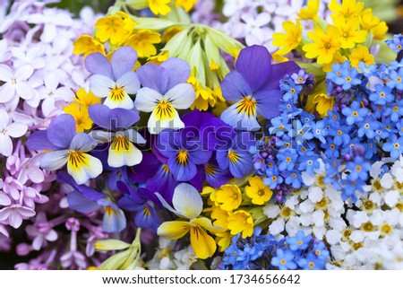 Spring floral background, card, daisies, pansies, forget-me-nots, primroses, dandelions and bird cherry.