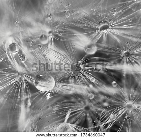 
Dandelion seeds in dew drops close-up in black and white.  Macro photo, 
background, texture. selective focus                 