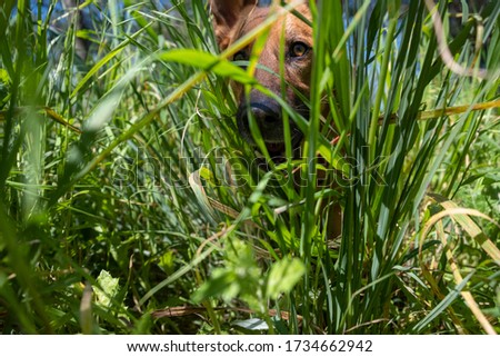 Dog face behind the undergrowth. Low angle. 