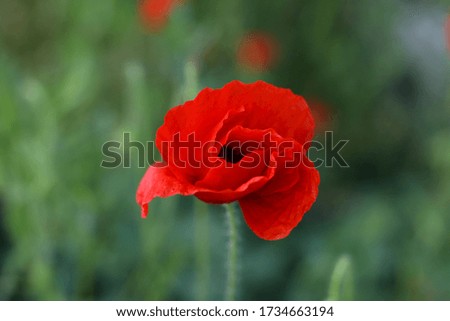 red poppy flower close-up in the center of the frame on a background of greenery