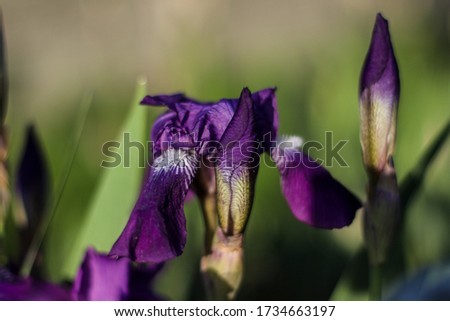 bright purple iris close-up with a bud in the background
