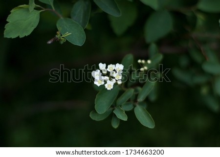 sprig of bride with white flowers of a bush close-up on a background of dark leaves with an insect on a leaf in the upper part of the photograph