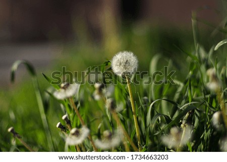 white dandelion on a field with dandelions and bright greens