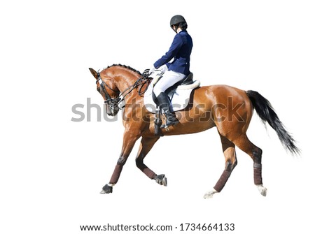 Equestrian sport - dressage isolated on white