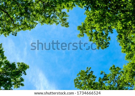 spring oak branches on the blue sky Royalty-Free Stock Photo #1734666524