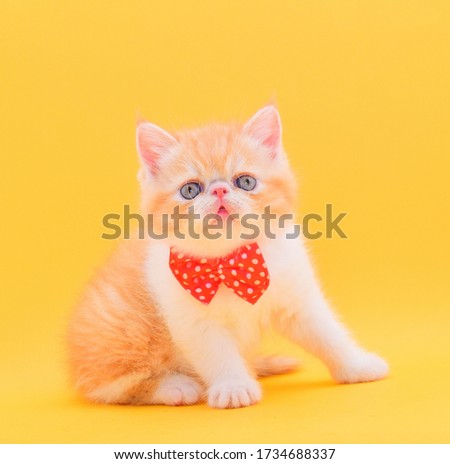 portrait fluffy persian kitten a yellow background