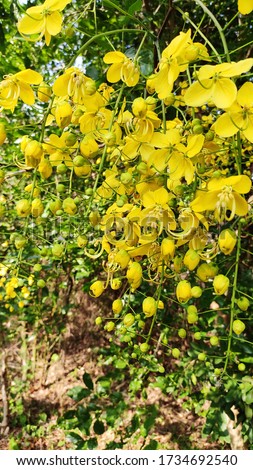 Cassia fistula, commonly known as golden shower, purging cassia, Indian laburnum, or pudding-pipe tree, is a flowering plant in the subfamily, Caesalpiniaceae of the legume family, Fabaceae. 