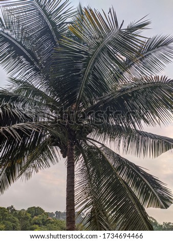 A coconut tree is the gift from the nature