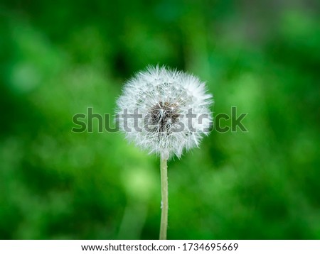 Dandelion among the natural nature