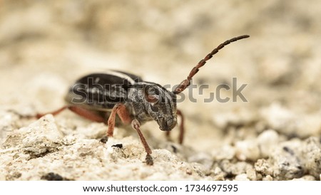 various insect photos for background