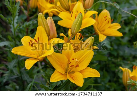 Lily Yellow County orange Asian hybrid blooming in the garden