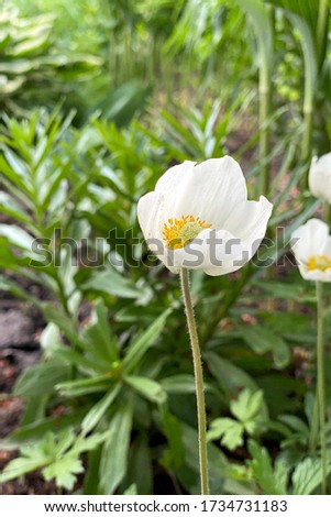 White Wood Anenome Flower in Bloom, close up Royalty-Free Stock Photo #1734731183